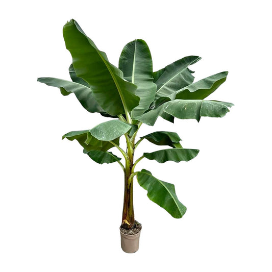 Bananenpflanze 250 cm – Tropisches Flair für Zuhause