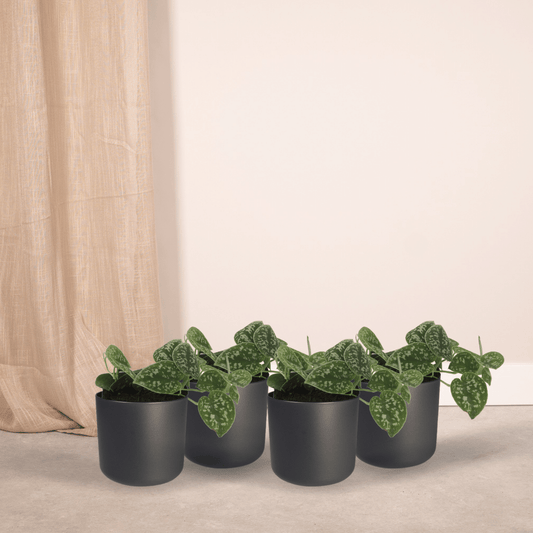 4x Scindapsus Pictus - Epipremnum - 5cm - ø12