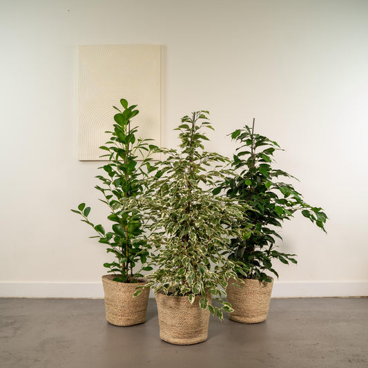 Ficus Benjamina Danielle - Ø21cm - ↕95cm + Ficus Benjamina Twilight - Ø21cm - ↕95cm + Ficus Microcarpa Moclame - Ø21cm - ↕95cm + Korb Selin