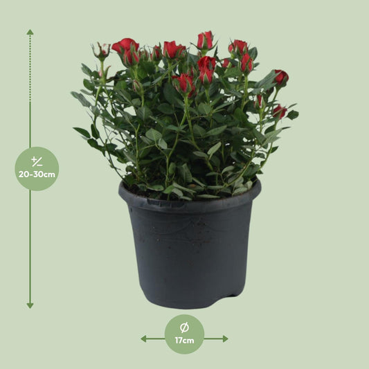 Rosa Jewel Patio Hot - Ø17cm - ↕30cm
