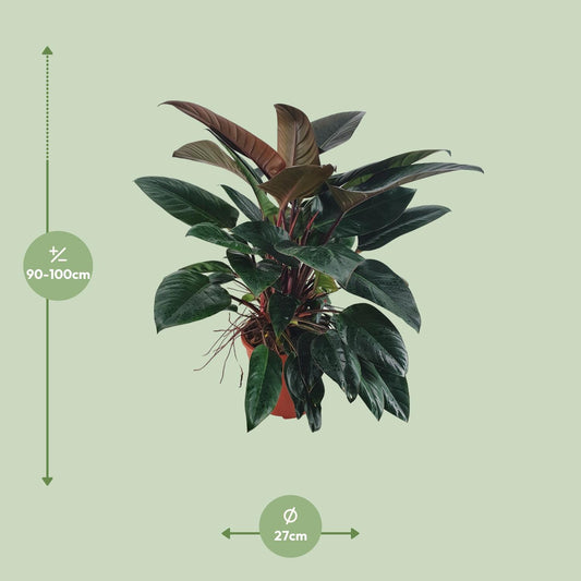 Philodendron Congo Rojo - Ø27 ↕100