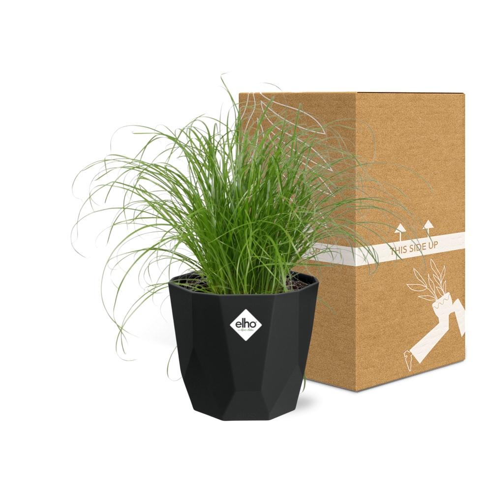 Cyperus Alternifolius Zumula in 14cm b.for rock living black