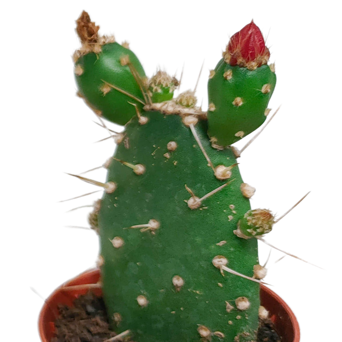 Blühender Kakteen Mix – 5er Set im 5,5 cm Topf