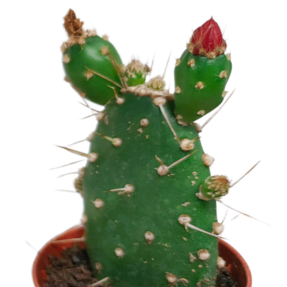Blühender Kakteen Mix – 5er Set im 5,5 cm Topf
