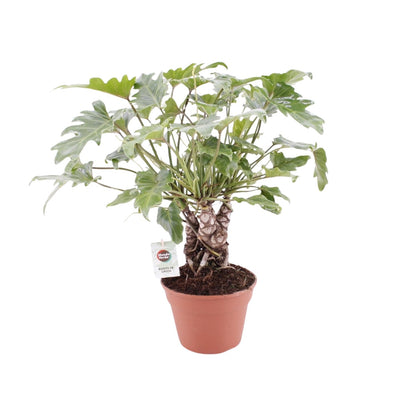 Philodendron Xanadu Op Stam - Ø17cm - ↕40cm
