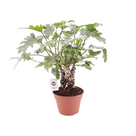 Philodendron Xanadu Op Stam - Ø17cm - ↕40cm