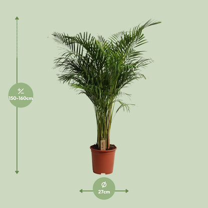 Dypsis Lutescens - Ø27cm - ↕160cm