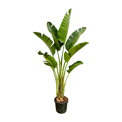 Weiße Paradiesvogelblume 250 cm – Strelitzia Augusta