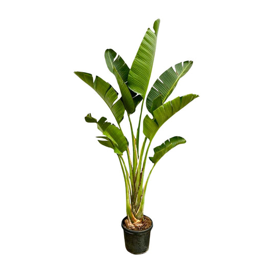 Weiße Paradiesvogelblume 250 cm – Strelitzia Augusta
