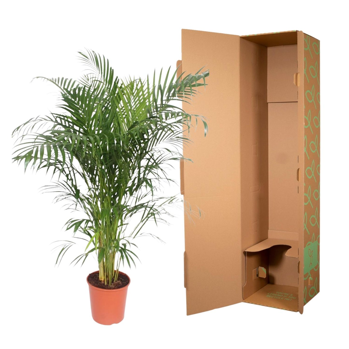 Goldpalme 150 cm – Elegante tropische Zimmerpflanze