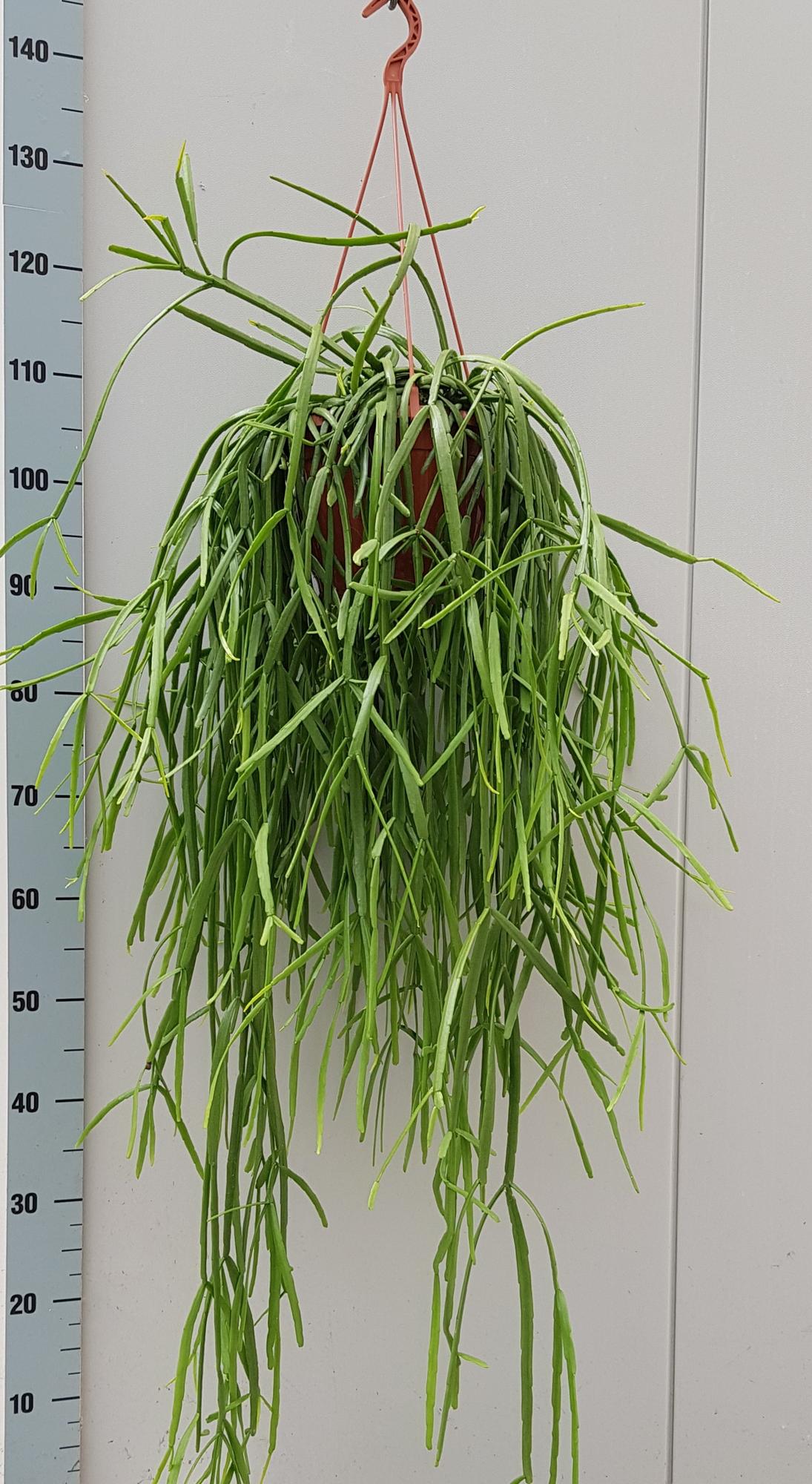 Rhipsalis Trigona - Ø20cm - ↕60cm
