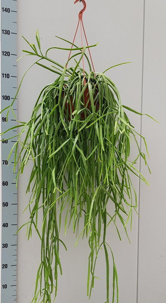 Rhipsalis Trigona - Ø20cm - ↕60cm