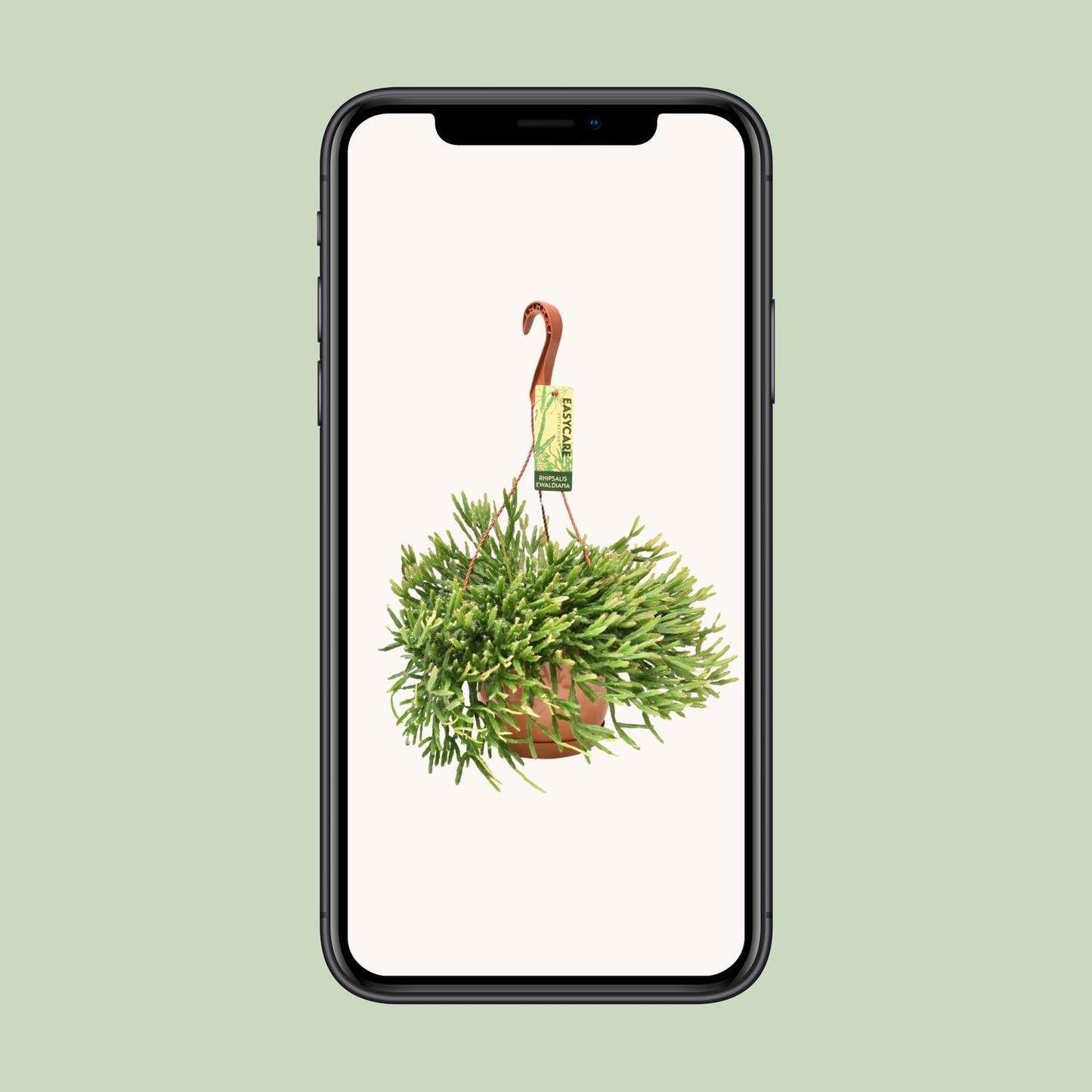 Rhipsalis Ewaldiana - Ø17cm - ↕40cm
