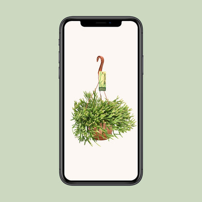 Rhipsalis Ewaldiana - Ø17cm - ↕40cm