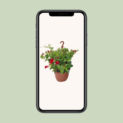 Sundaville Hanging Basket Tricolor - Ø25cm - ↕50cm
