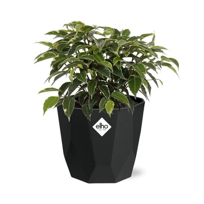 Ficus Benjamina Kinky in 14cm b.for rock living black