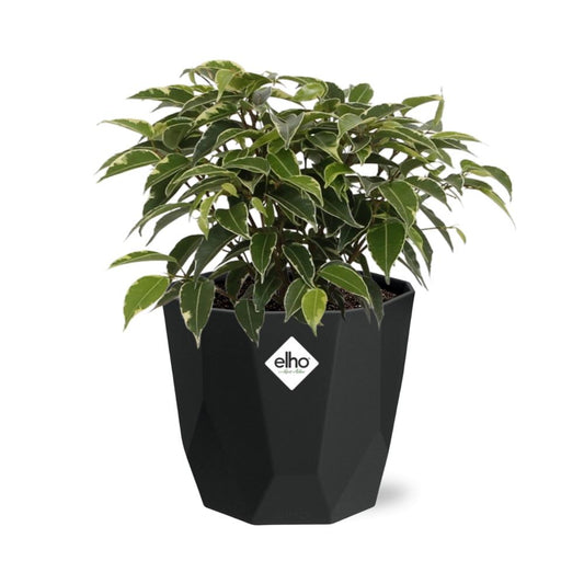 Ficus Benjamina Kinky in 14cm b.for rock living black