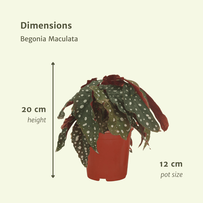 2x Begonia Maculata - Blattbegonie - 20cm - ø12