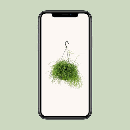 Rhipsalis Oasis - Ø17cm - ↕25cm
