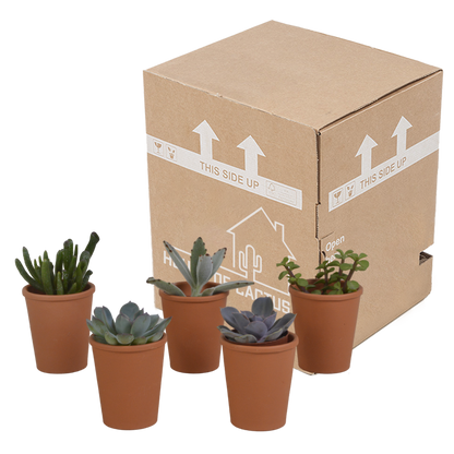 Vetplanten-Mischung 5,5 cm - 5x - in terracotta pot