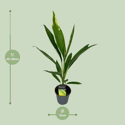 Cordyline Conga - Ø12cm - ↕45cm