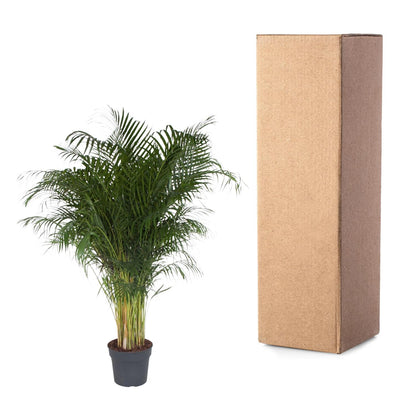 Goldfruchtpalme 200 cm – Tropische Areca-Palme für Innen & Außen