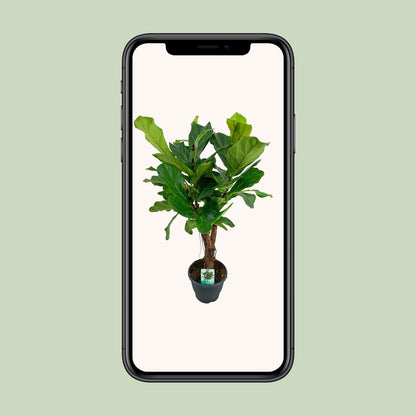 Ficus Lyrata - Ø26cm - ↕100cm