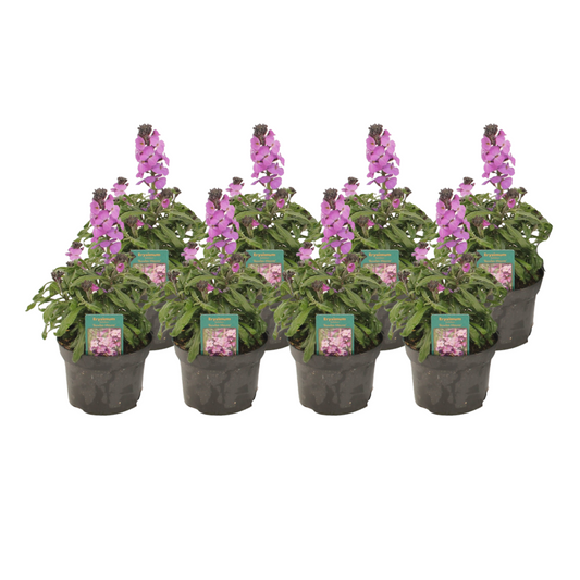 Erysimum Linifolium 'Bowles Mauve' - 8 Stücke - Ø13cm - ↕30cm