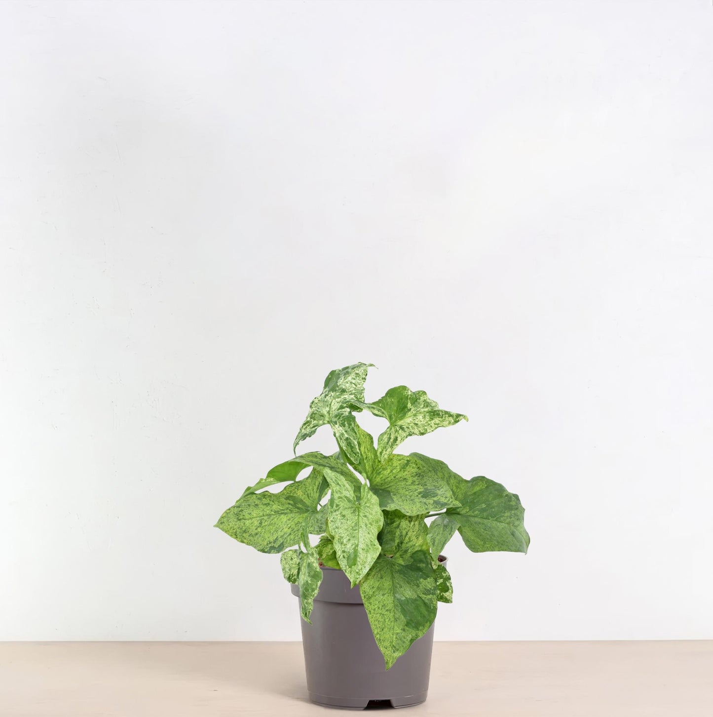 Purpurtute 'Mottled' – Exotische Zimmerpflanze 25 cm