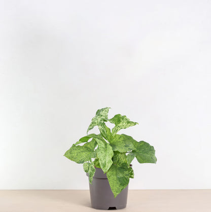 Purpurtute 'Mottled' – Exotische Zimmerpflanze 25 cm