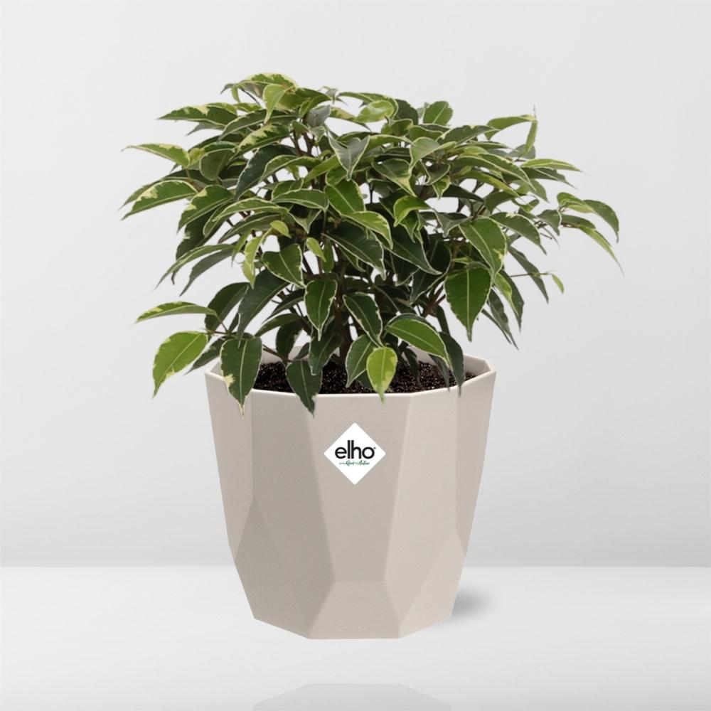 Ficus Benjamina Kinky in ELHO b.for rock 14 cm warm grey