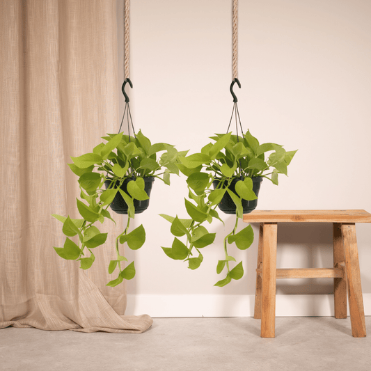 Epipremnum Golden Pothos (Scindapsus) - 2 Stücke - Ø15cm - ↕25cm