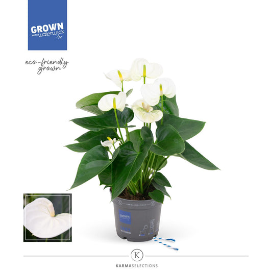 Anthurium - KARMA White | 12cm - Ø12cm - ↕43cm