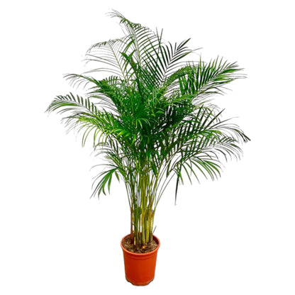 Goldfruchtpalme 180 cm – Tropische Eleganz für Zuhause