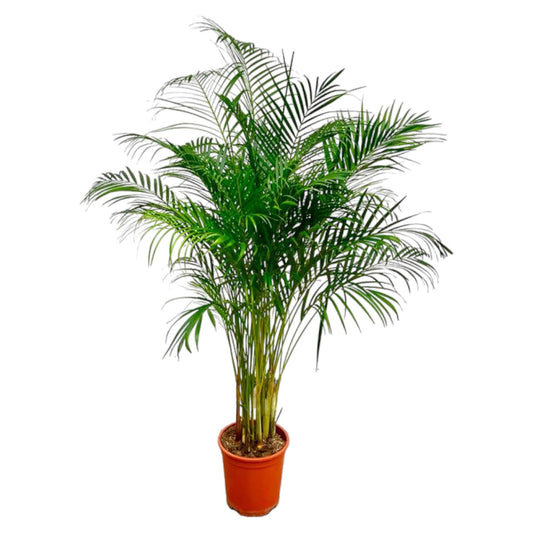 Goldfruchtpalme 180 cm – Tropische Eleganz für Zuhause