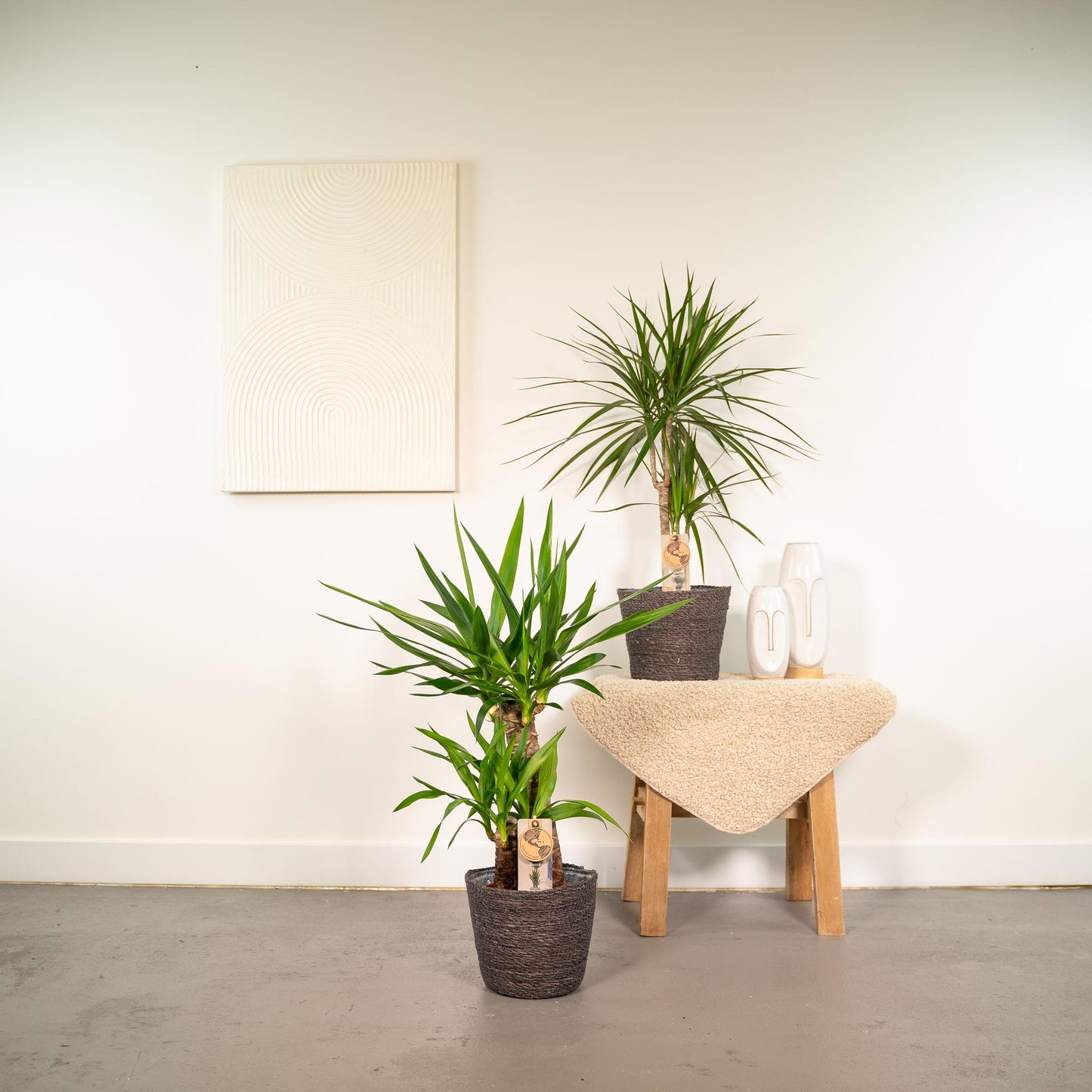 Drachenbaum & Yucca Set – Stilvolle Zimmerpflanzen 70/90 cm