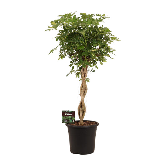 Schefflera Arb. Gold Capella - Ø32cm - ↕130cm