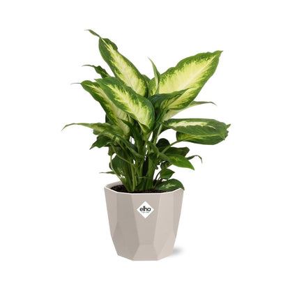 Dieffenbachia ‘Camilla’ in ELHO b.for rock 14 cm warm grey