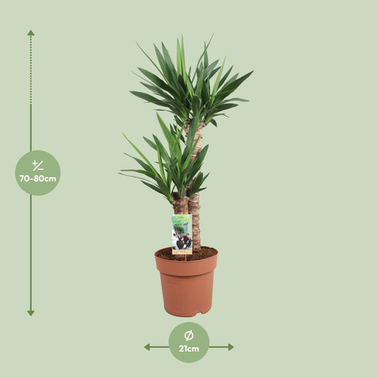 Yucca Elephantipes - Ø21cm - ↕80cm