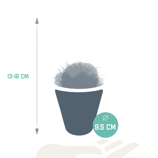 Bolcactus-Mischung 8,5 cm - in witte pot