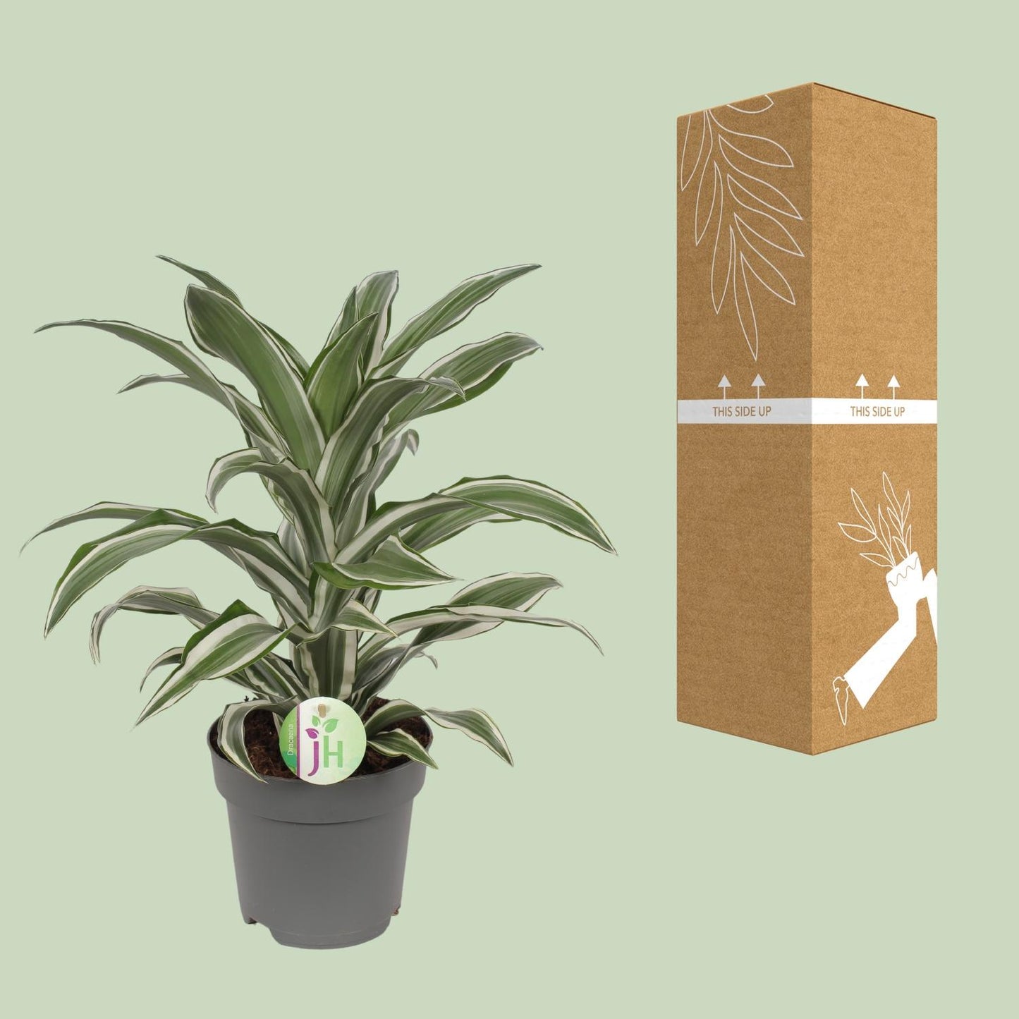 Dracaena Fragrans weiß - Ø17cm - ↕40cm