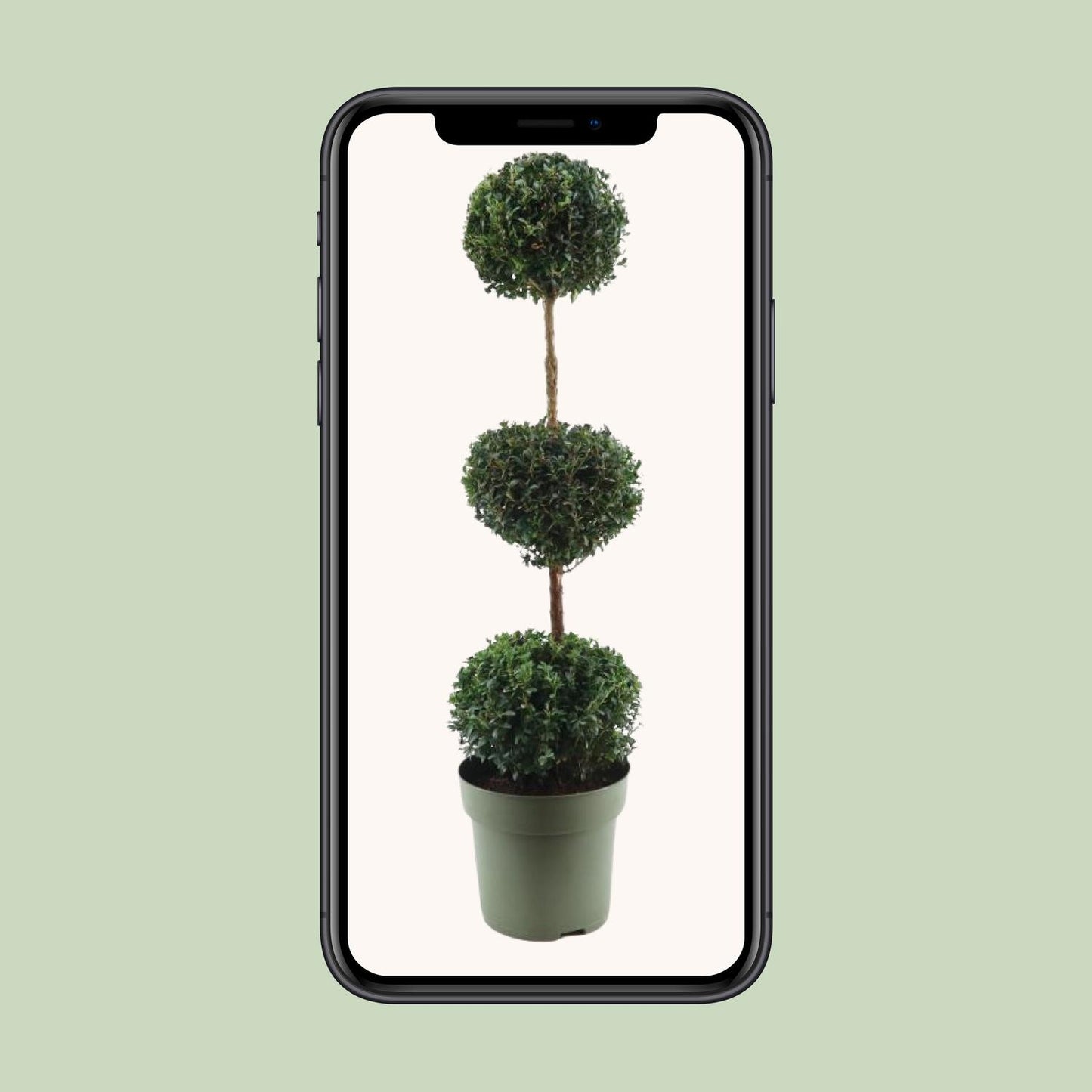 Buxus Semp. Trio-Ball - Ø27cm - ↕110cm