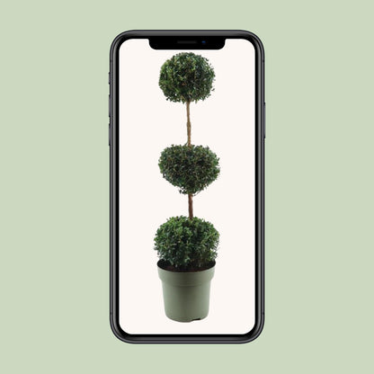 Buxus Semp. Trio-Ball - Ø27cm - ↕110cm