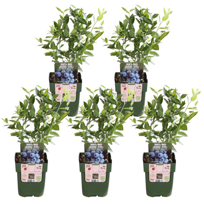 5x - Vaccinium corymbosum 'Brigitta Blue' - ↨45cm - Ø13