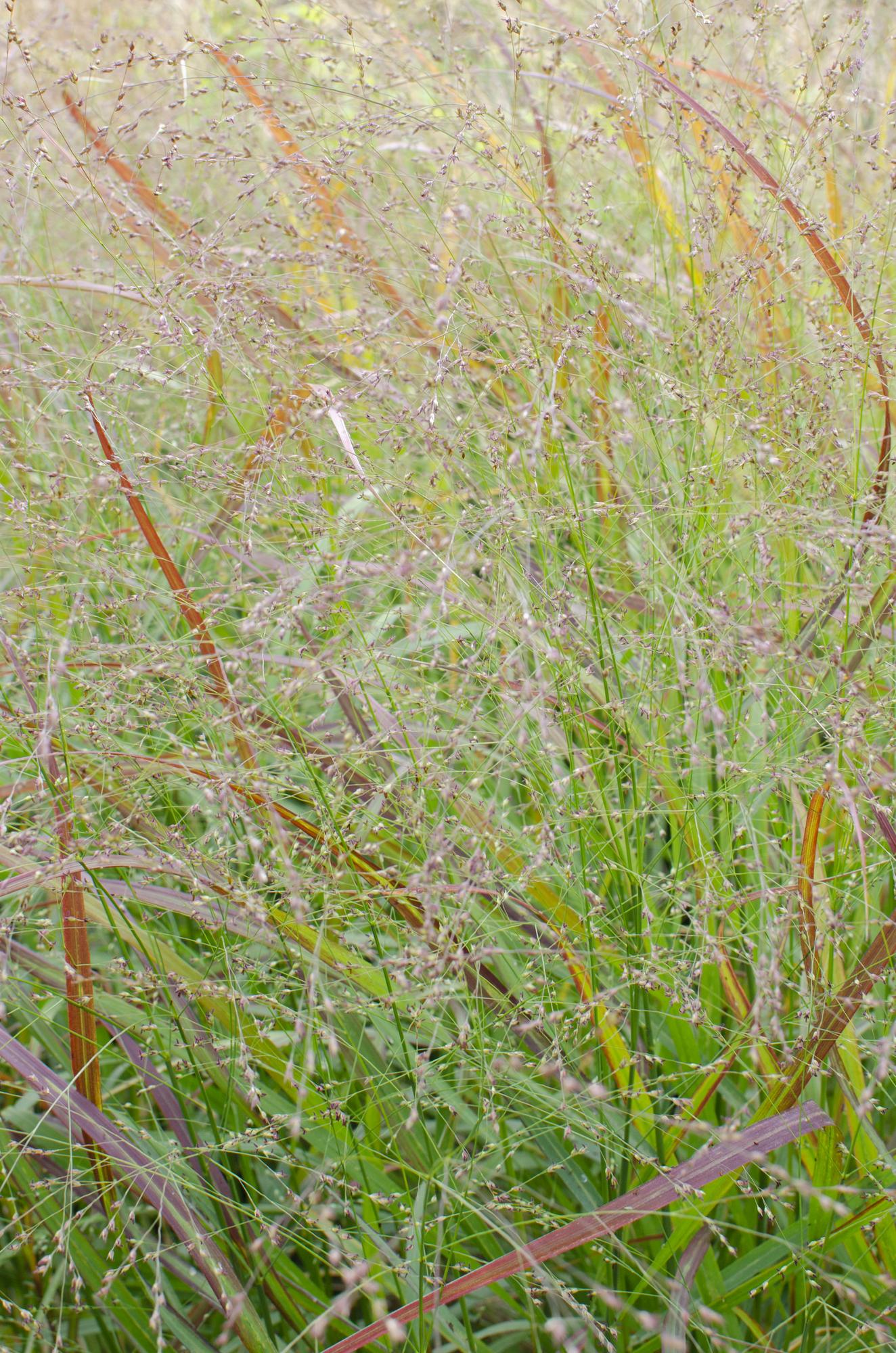 Panicum virgatum Cheyenne Sky - Ø23cm - ↕60cm - Ø23 - ↨60cm