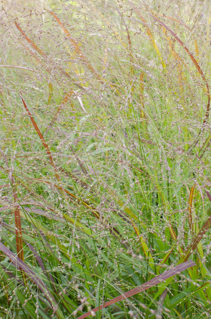 Panicum virgatum Cheyenne Sky - Ø23cm - ↕60cm - Ø23 - ↨60cm