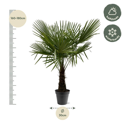 Hanfpalme 160-180 cm – Winterharte mediterrane Gartenpalme Ø30