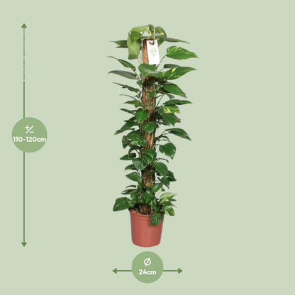 Epipremnum Pinnatum Mosstok 120cm Scindapsus - Ø24cm - ↕120cm