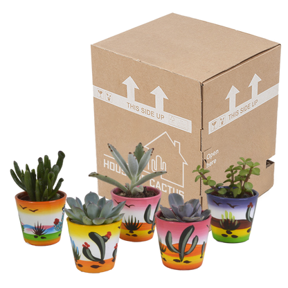 Vetplanten-Mischung 5,5 cm - 5x - in Mexicaanse pot