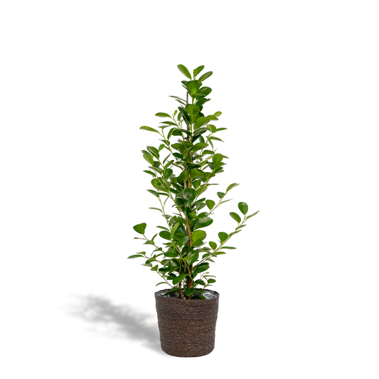 Ficus microcarpa Moclame - Ø21cm - ↕95cm + Korb Igmar
